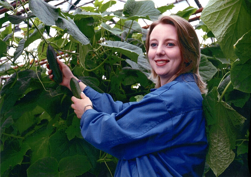 Урожай огурцов в тепличном комбинате «Солнышко». Фото Кожевина Г.С. 